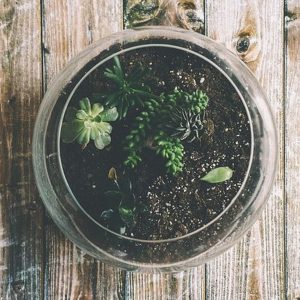 terrarium