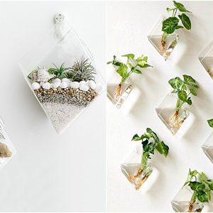 terrarium