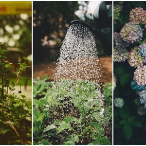 5 1 tipp hogy a kert tulelje a meleget