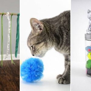 kisallat kedveben jarni 12