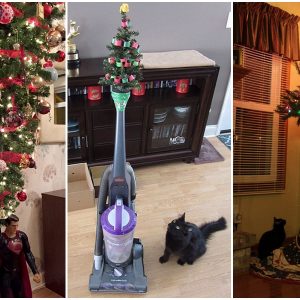 hogyan vedd a karacsonyfad a cicadtol