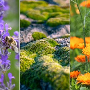 boszorkanykert novenyei 11