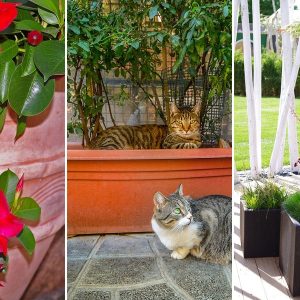 novenyek teraszra tetokertbe 09