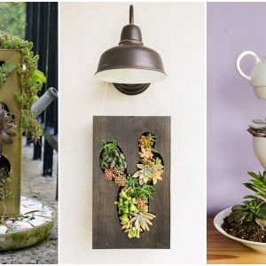 fuggoleges szukkulensek