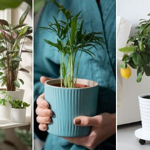 ikea novenyosztaly 01