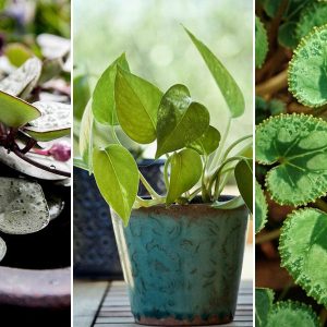 szobanovenyek sziv alaku level 15