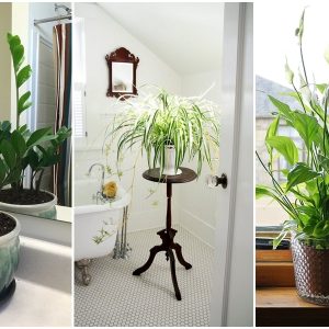 10 noveny ami szep amarad a furdoben