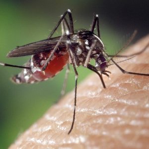 8 tipp a szunyogok tavoltartasara