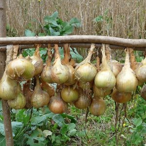 ennyi mindenre jo a voroshagyma