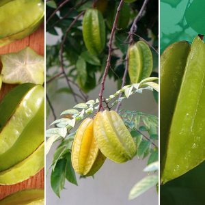 csillaggyumolcs erdekessegek 01