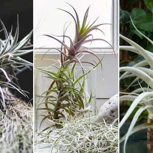 szakallbromelia nyolc elonye 01