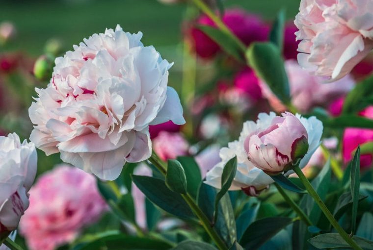 bazsarozsa punkosdi rozsa 01