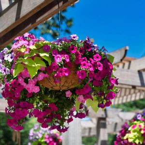petunia teraszon erkelyen 15
