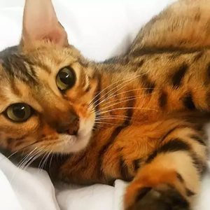 amber