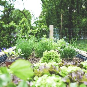urban gardening 6