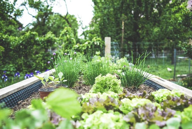 urban gardening 6