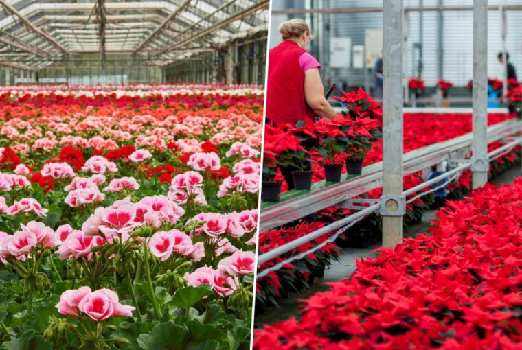 eu kampany muskatli mikulasvirag 01