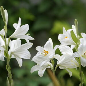 illatos feher liliomot augusztusban 01