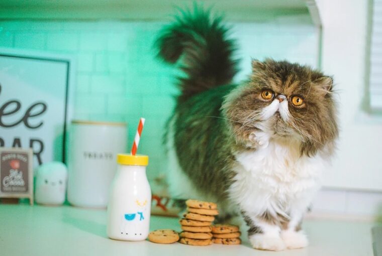 A konyhapult csapdája: hogyan kerüld el a káoszt és tartsd rendben a területet?