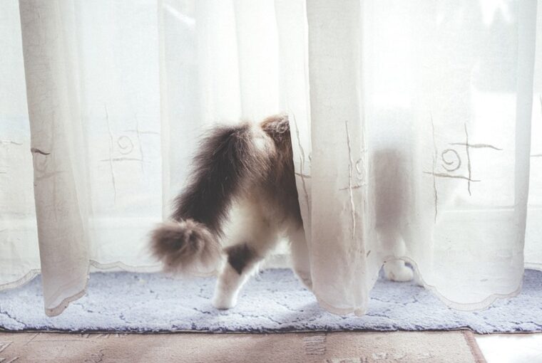 Macska a lakásban: válassz függönyt, ami nem lesz a karmok áldozata!