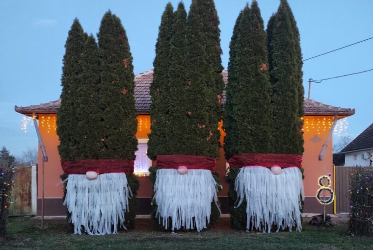 feloltoztetett tuja 1