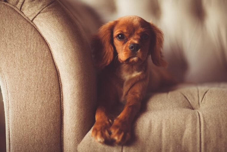 kanapeteszt tenyleg kenyelmes