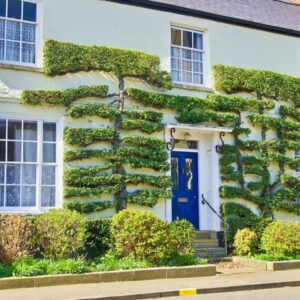 espalier 1