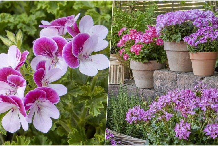 muskatli tokeletes apolasa