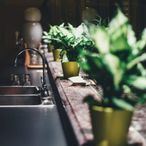 szobanovenyek amelyek birjak a konyhat 2