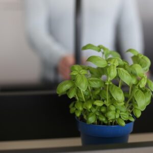 bazsalikomot a konyhapultra