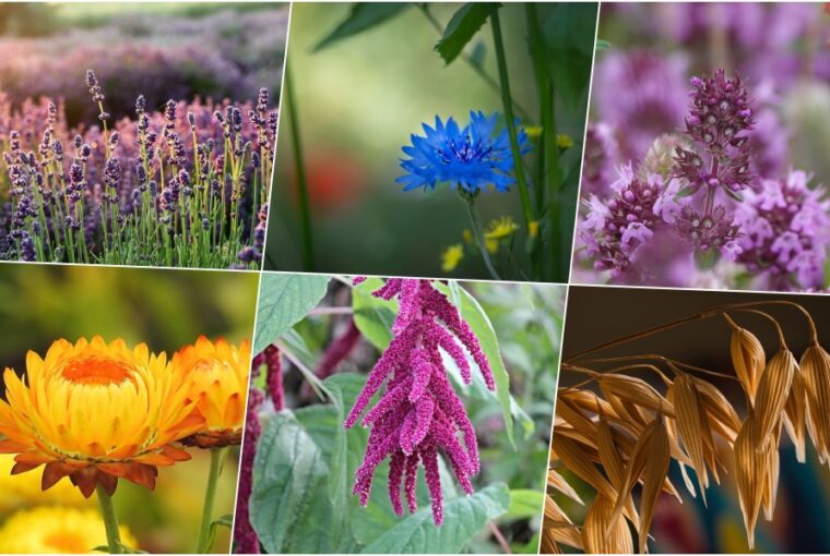 virag ami nem hervad