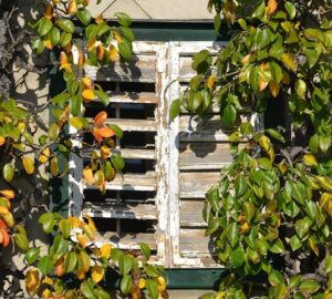 espalier 1