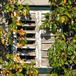 espalier 1