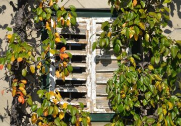 espalier 1