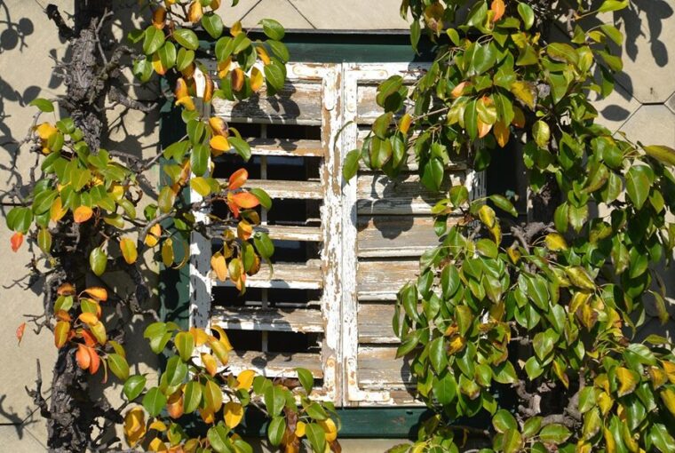 espalier 1
