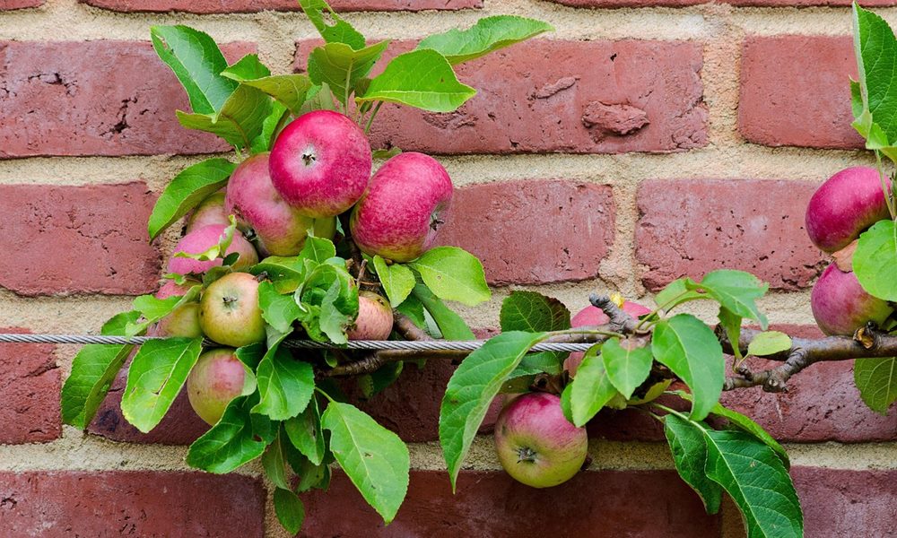 espalier 2 espalier 2
