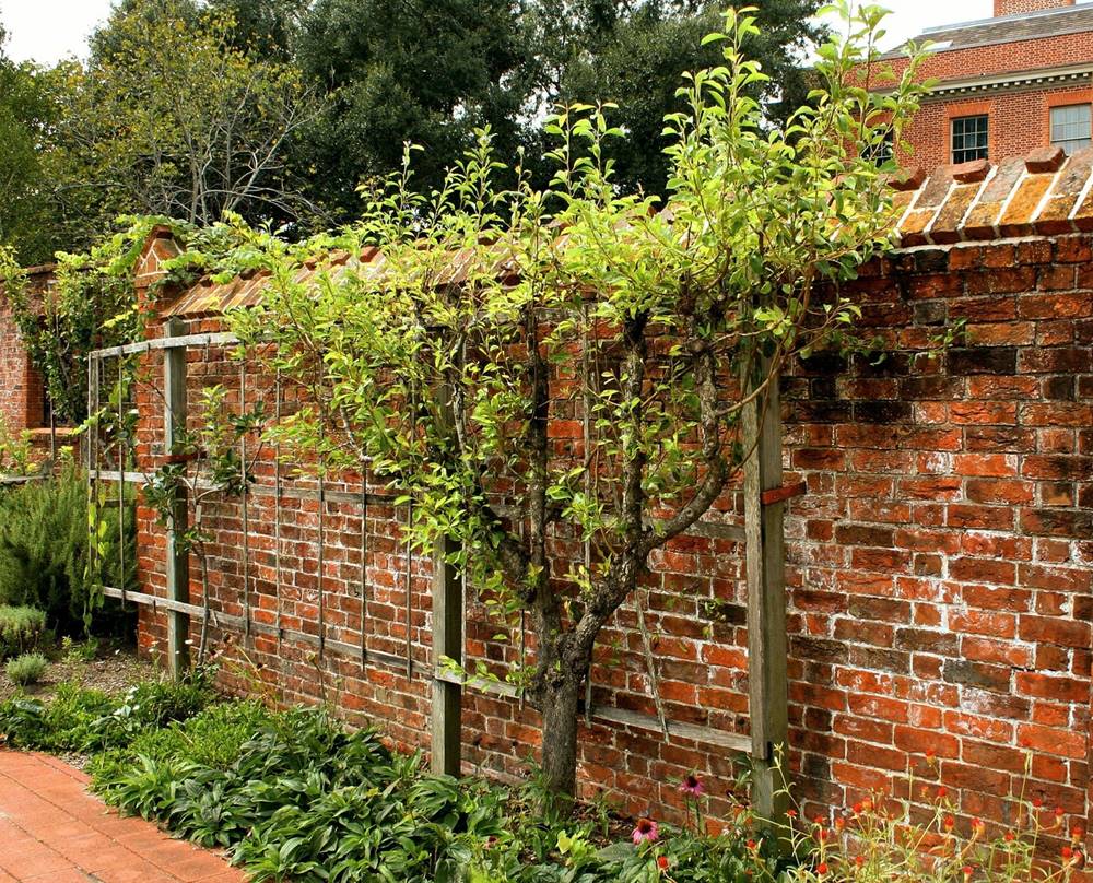 espalier 6 espalier 6
