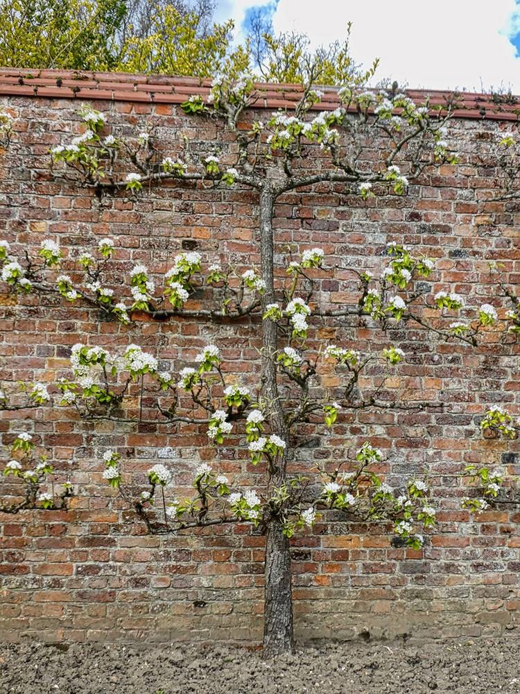 espalier 7 espalier 7