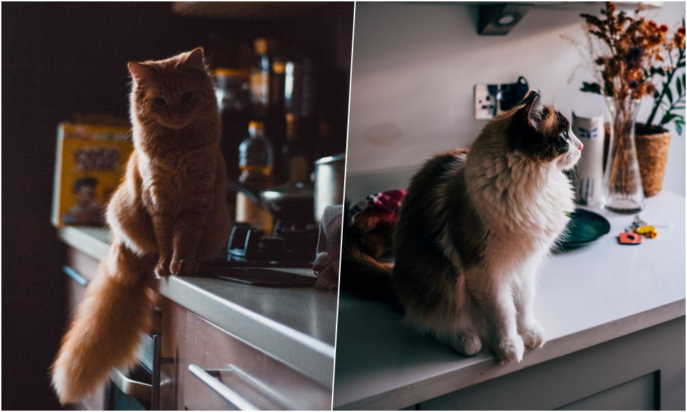 macska a konyhapulton 4 macska a konyhapulton 4