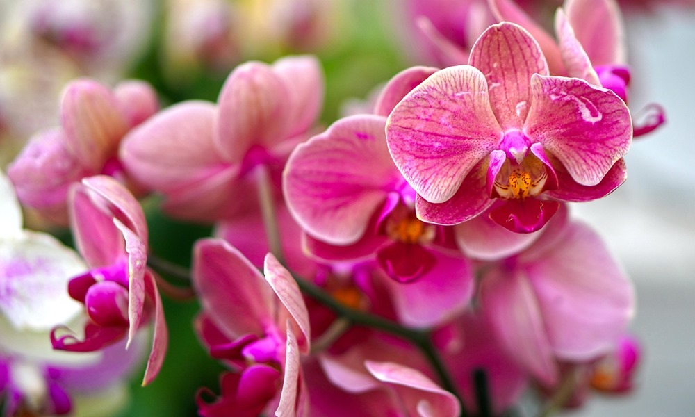 orchidea