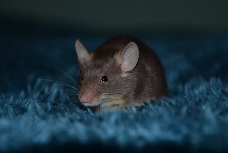 egerek tul kivancsi vendegek