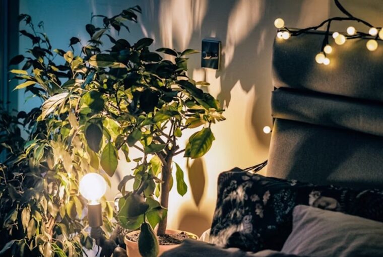 fenyfuzer ami csodat tesz