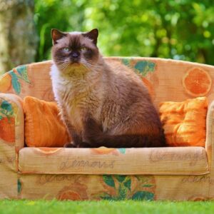 kanape ami elarulja ki vagy