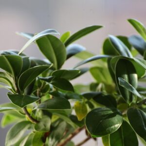 szobanovenyem jobban nez ki nalam 2