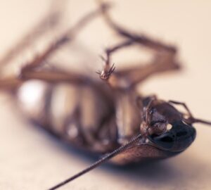 csotanymentes otthon 1