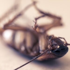 csotanymentes otthon 1