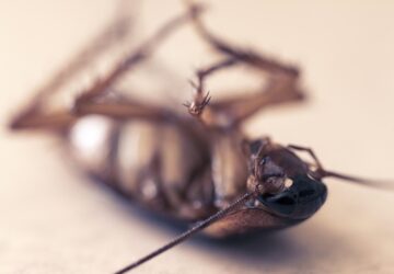 csotanymentes otthon 1