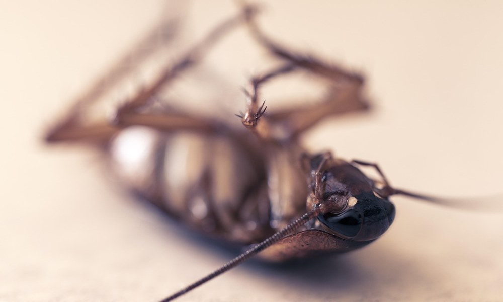 csotanymentes otthon 1