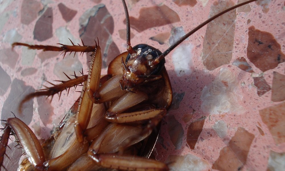 csotanymentes otthon csotanymentes otthon