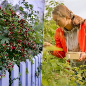 lehet hogy az adhd azert maradt fenn